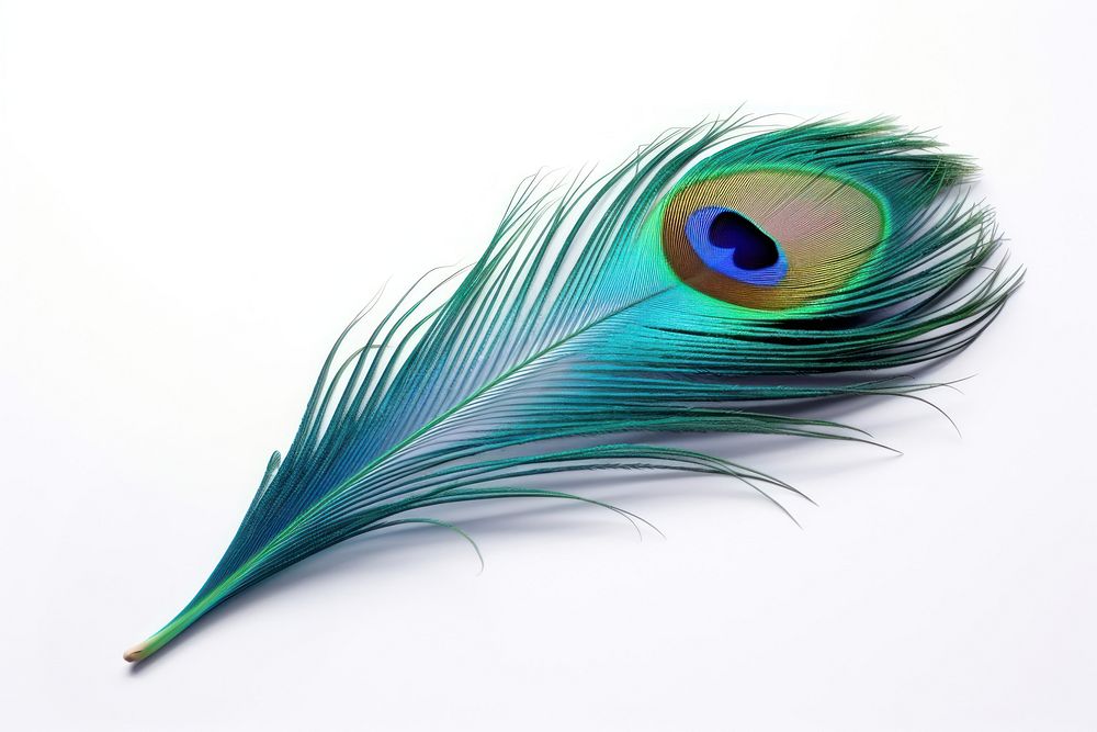 Feather peacock animal bird. AI generated Image by rawpixel.