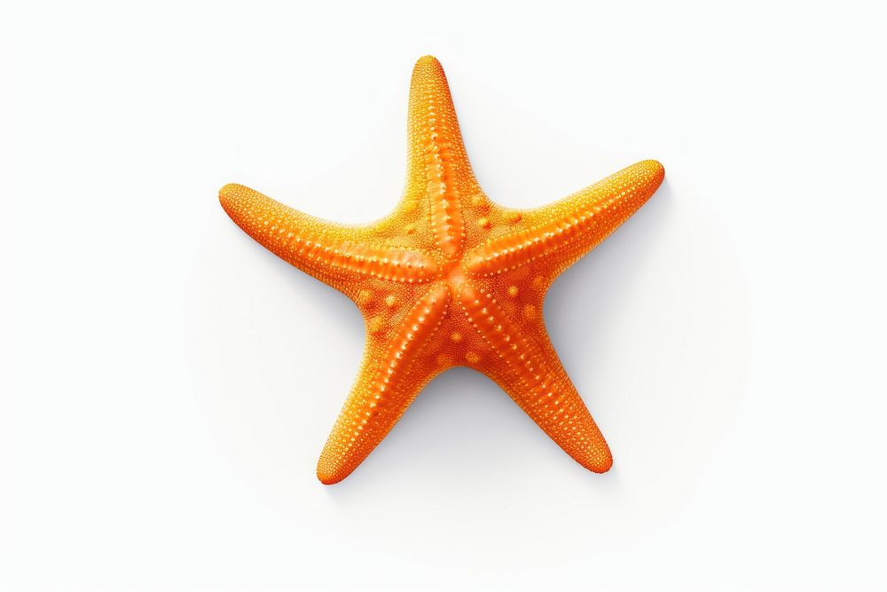 Marine life starfish animal sea. AI generated Image by rawpixel.