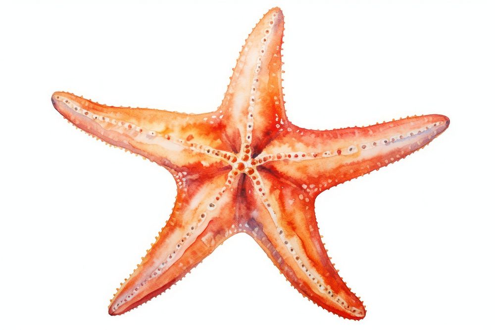 Beach starfish animal sea. AI generated Image by rawpixel.