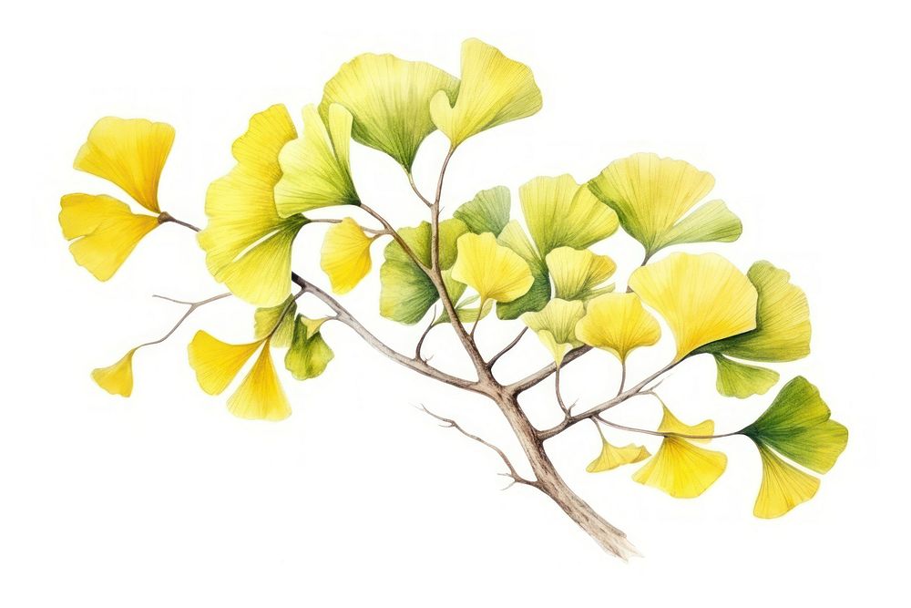 Ginko Images  Free Photos, PNG Stickers, Wallpapers & Backgrounds -  rawpixel