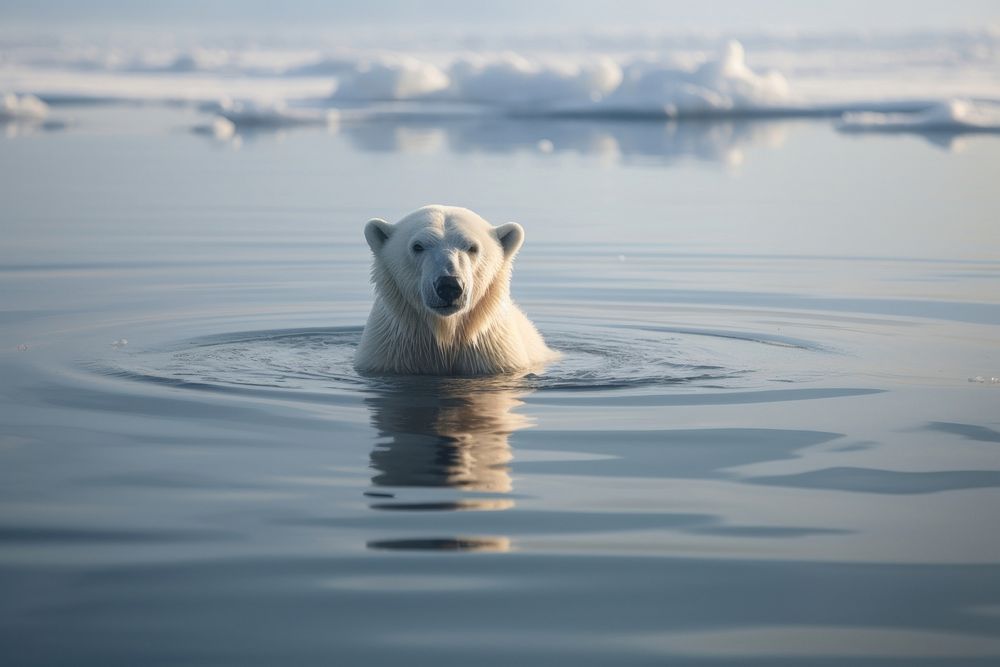 Polar bear wildlife outdoors nature. AI generated Image by rawpixel.
