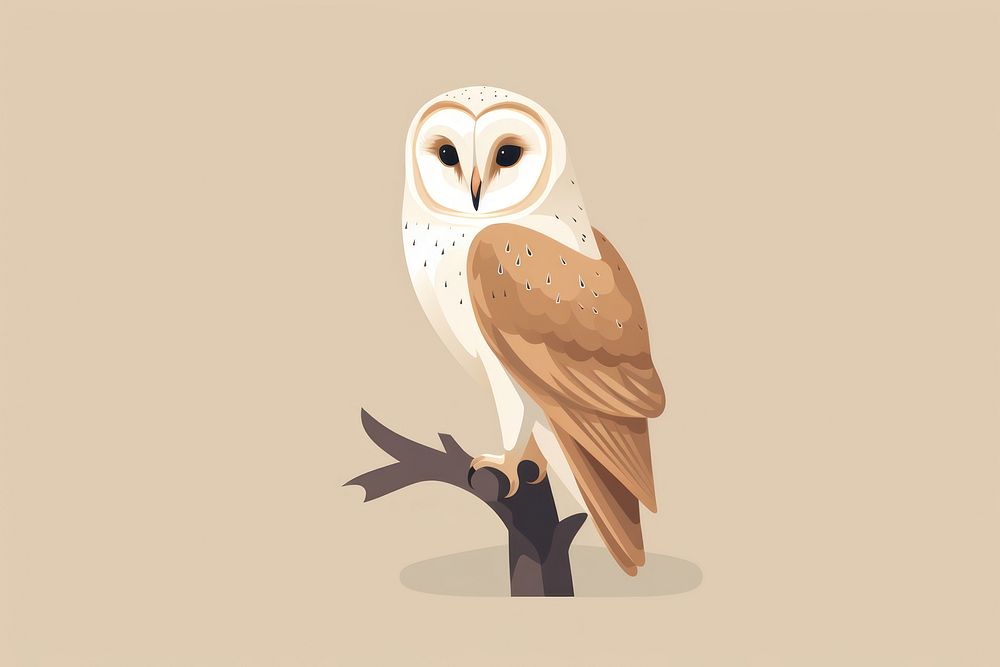 Barn Owl owl wildlife animal. 