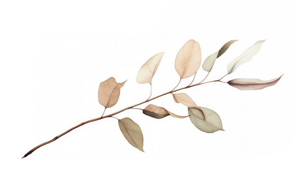 Dried Preserved Eucalyptus plant leaf | Free Photo Illustration - rawpixel