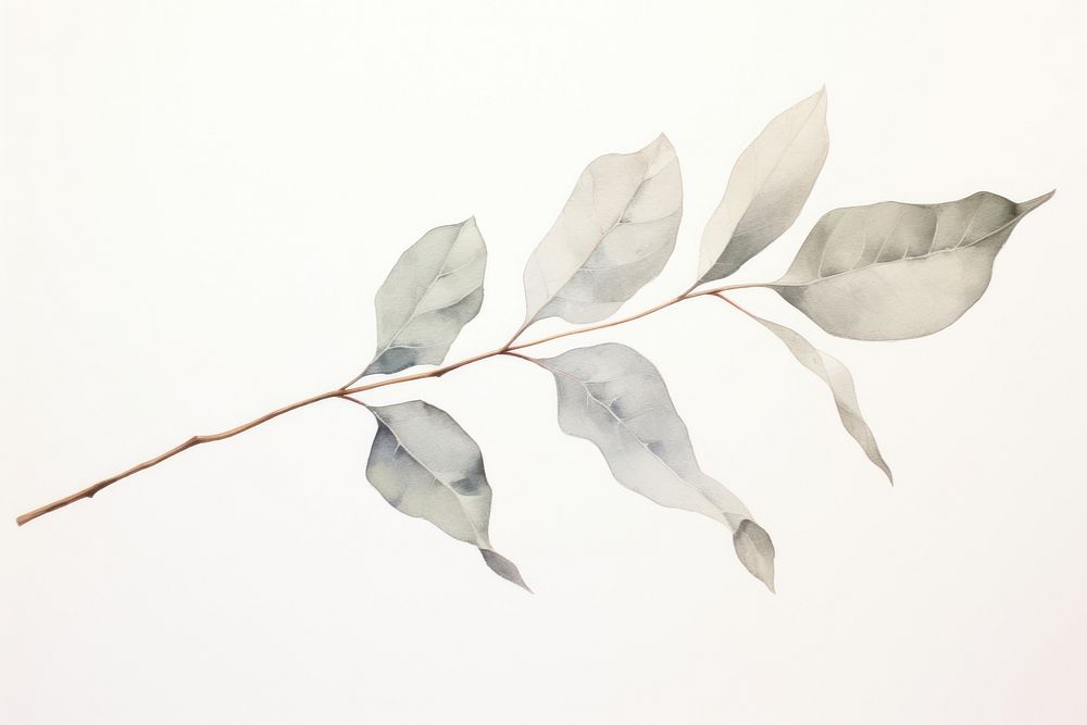 Dried Preserved Eucalyptus drawing sketch plant. AI generated Image by rawpixel.