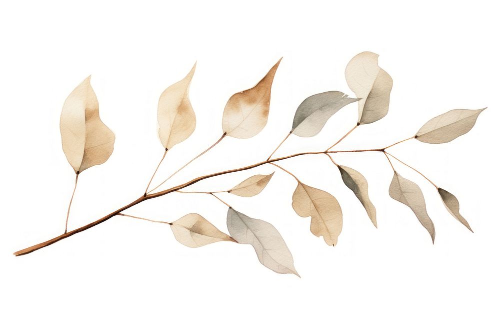 Dried Preserved Eucalyptus plant leaf tree. 