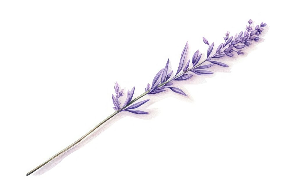 Lavender flower plant white background inflorescence. AI generated Image by rawpixel.