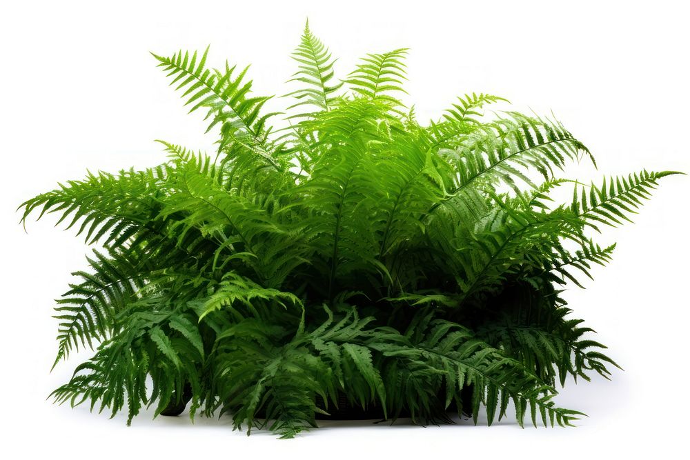 Fern plant white background vegetation. AI generated Image by rawpixel.