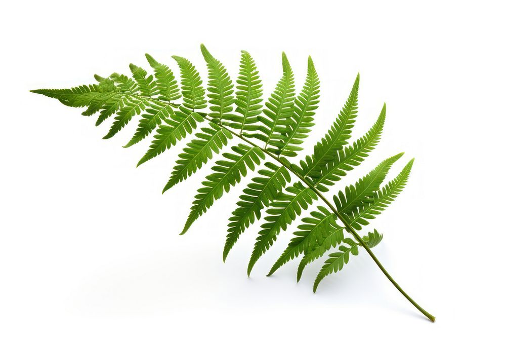 Plant fern leaf freshness. AI generated Image by rawpixel.