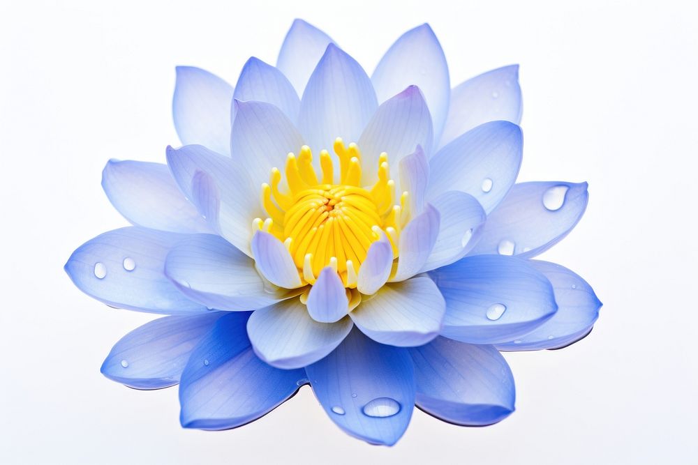 Blue water lily petal blossom flower. AI generated Image by rawpixel.