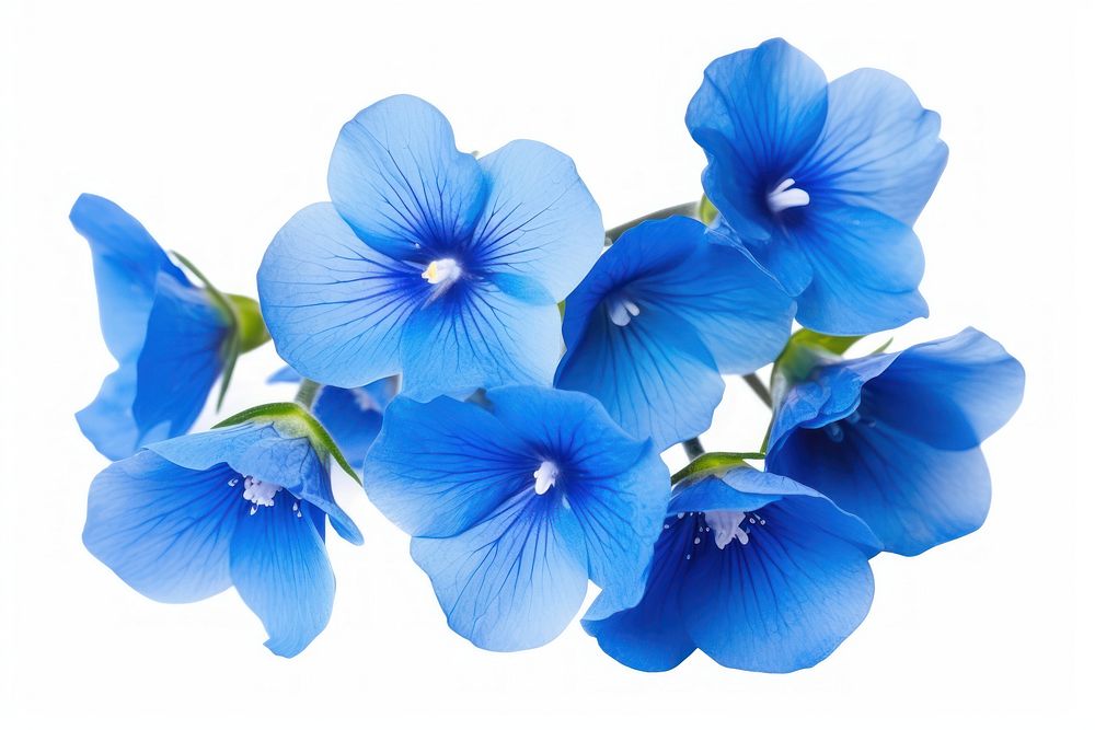 Foget me nots flower petal plant blue. AI generated Image by rawpixel.