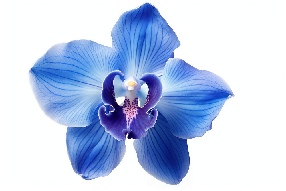 Deep blue orchid flower petal plant white background. AI generated Image by rawpixel.