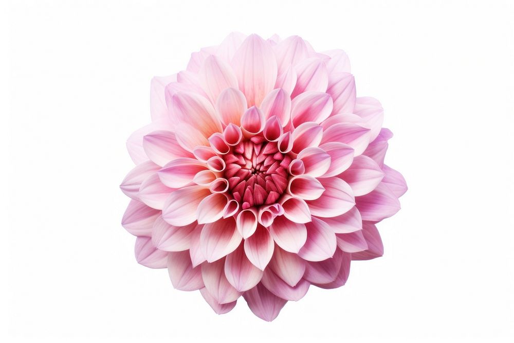 Flower plain dahlia plant white background. AI generated Image by rawpixel.