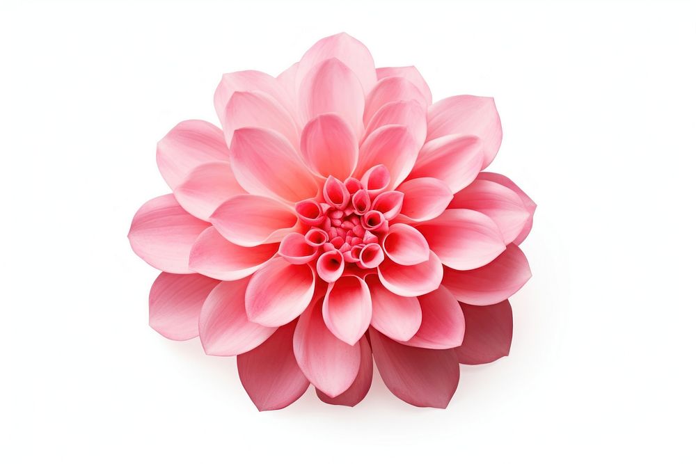 Flower plain dahlia plant white background. 