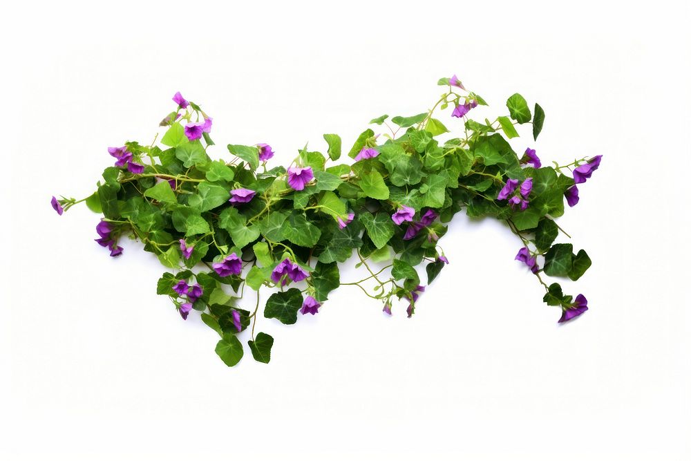 Ivy flower purple plant. AI generated Image by rawpixel.
