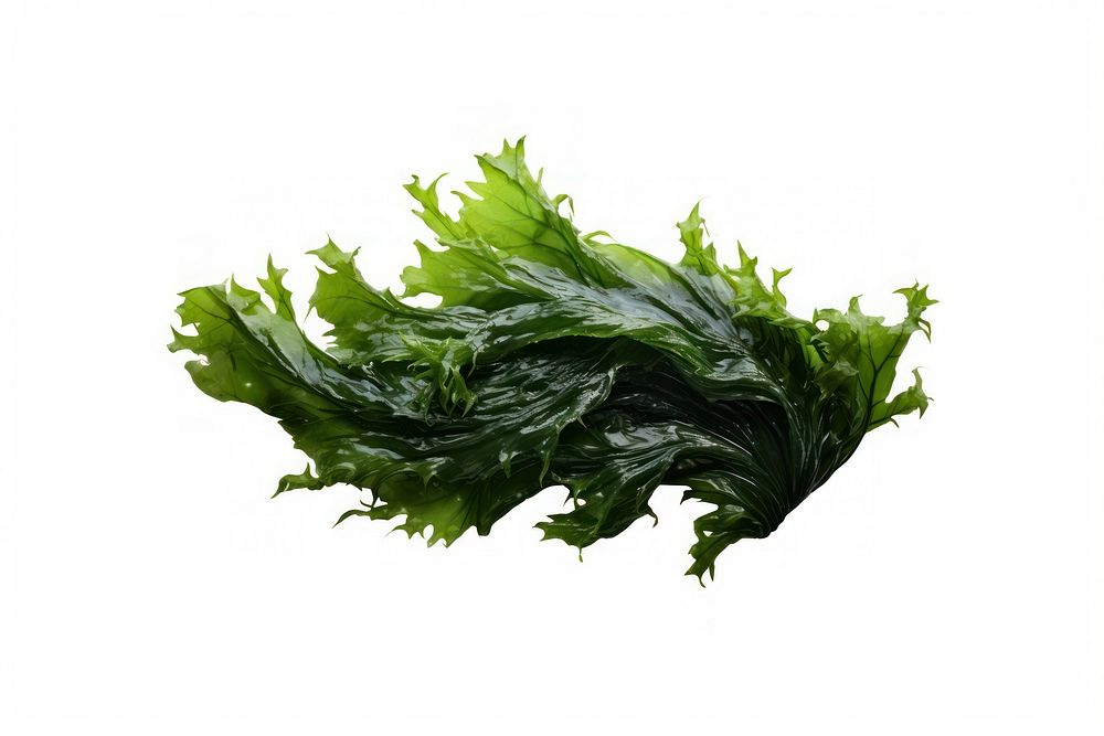 Seaweed plant white background vegetable. AI generated Image by rawpixel.