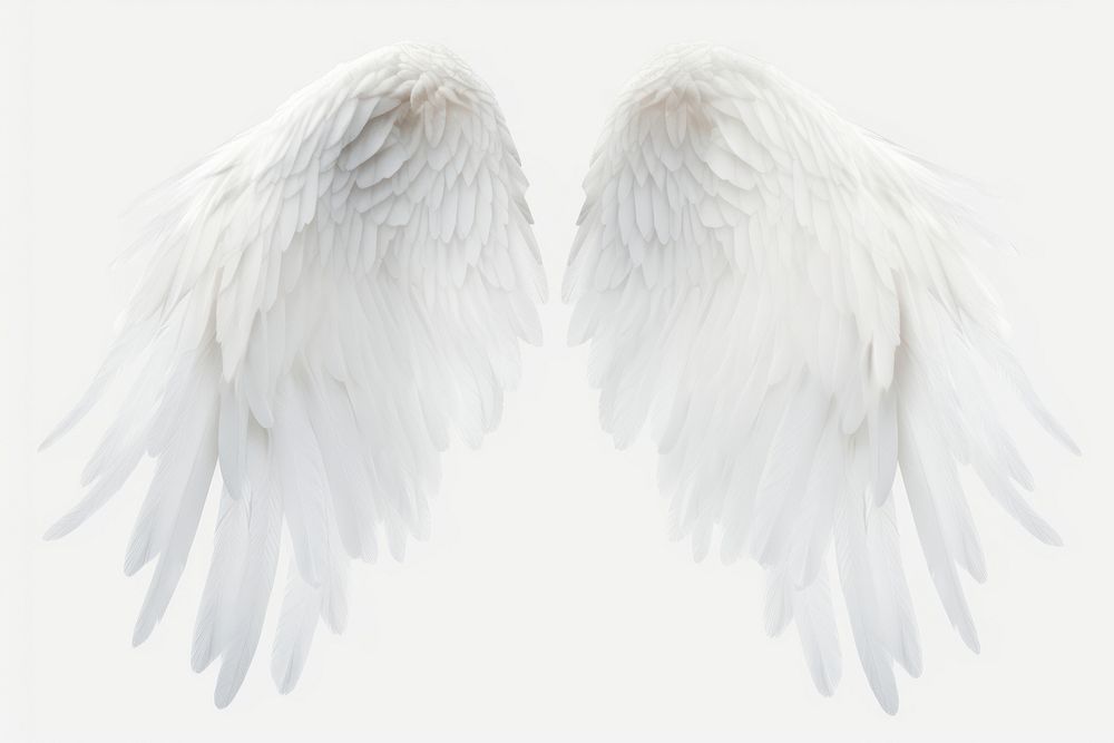 White angel wing bird archangel softness. 