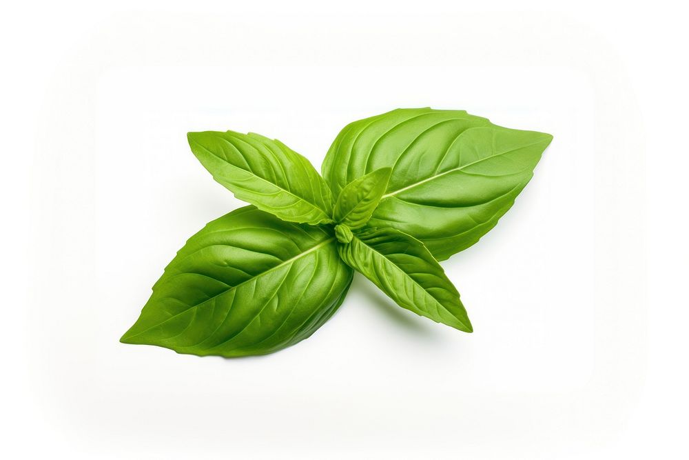 Basil leaf plant herbs white background. AI generated Image by rawpixel.