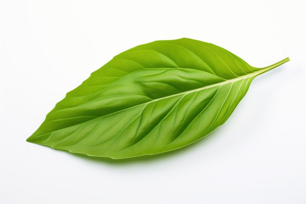 Basil leaf plant white background freshness. AI generated Image by rawpixel.