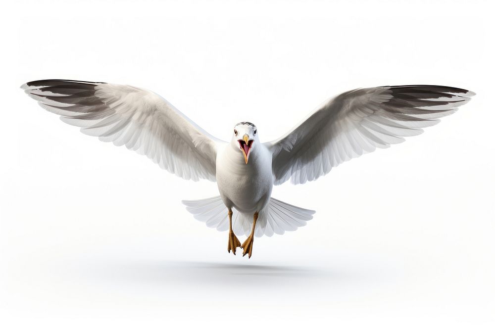 Seagull animal flying white. AI generated Image by rawpixel.