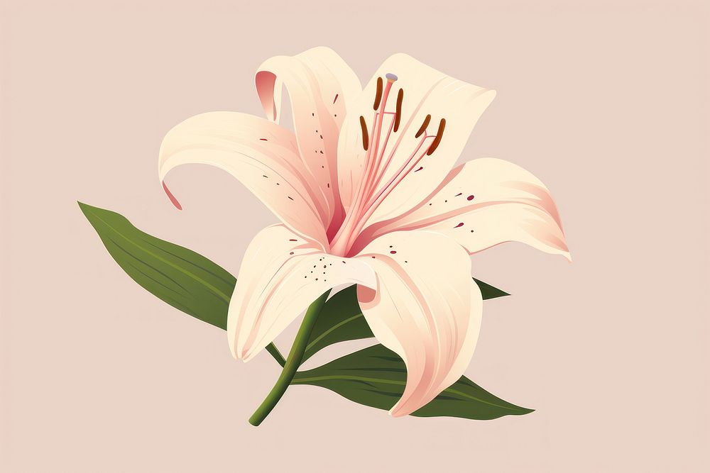 Pink lilly blossom flower plant. 