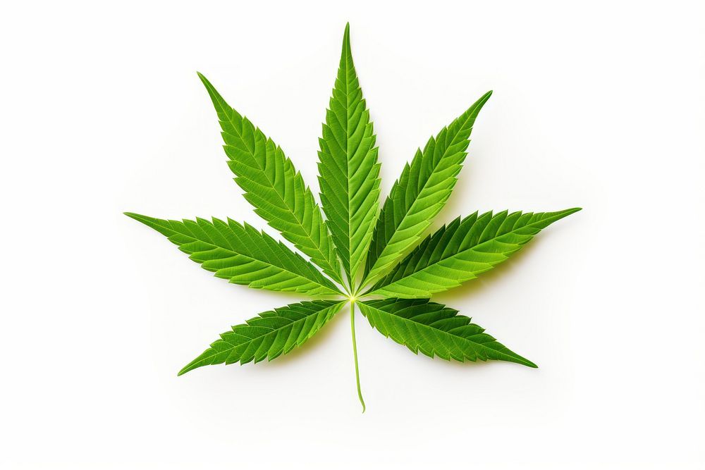 Plant herbs leaf cannabis. AI generated Image by rawpixel.