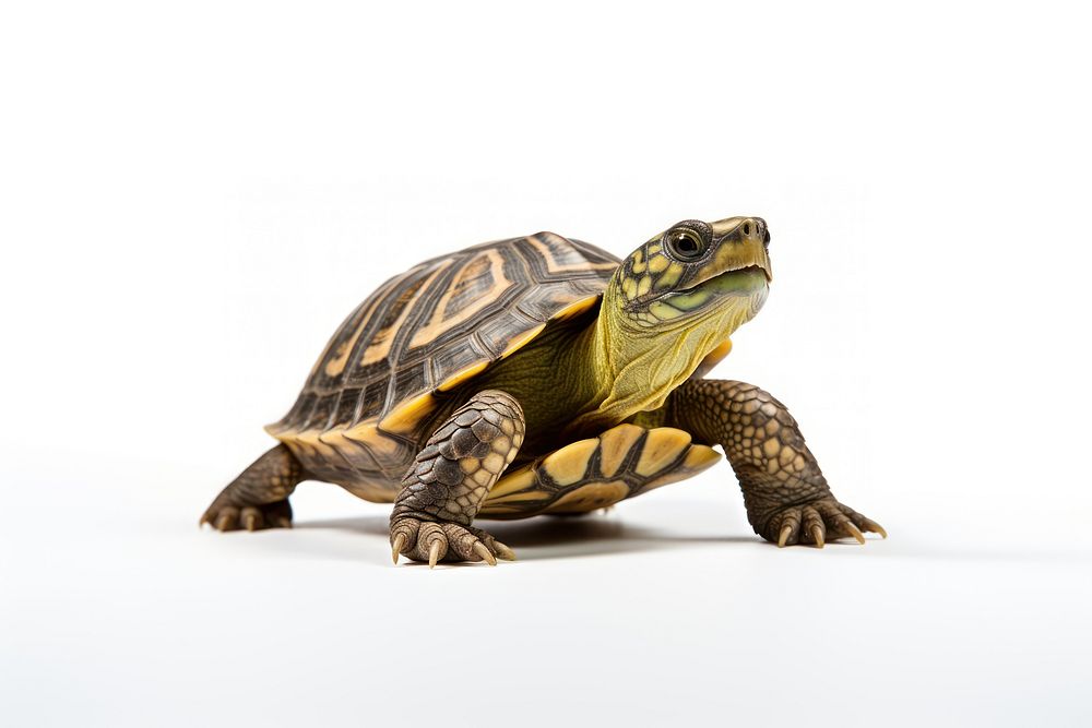 Reptile tortoise animal white background. AI generated Image by rawpixel.
