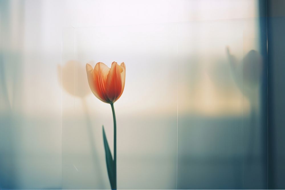 a blurry picture of a singel tulip behind the blurred glass. 