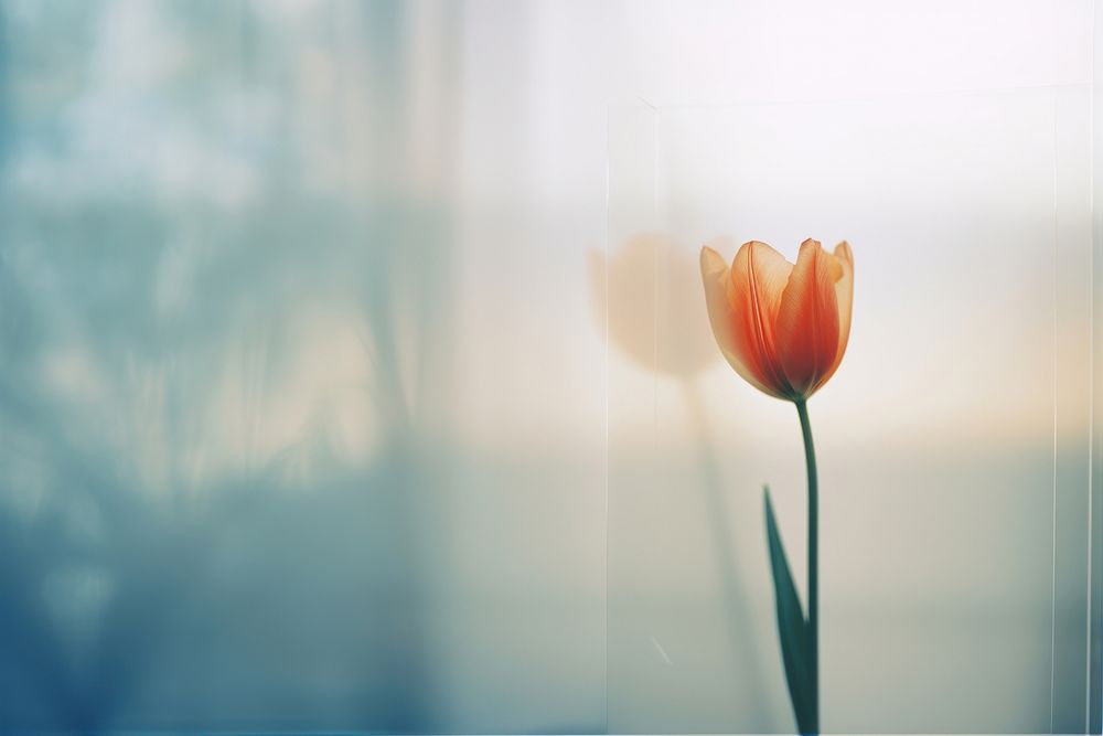 a blurry picture of a singel tulip behind the blurred glass. AI generated Image by rawpixel.