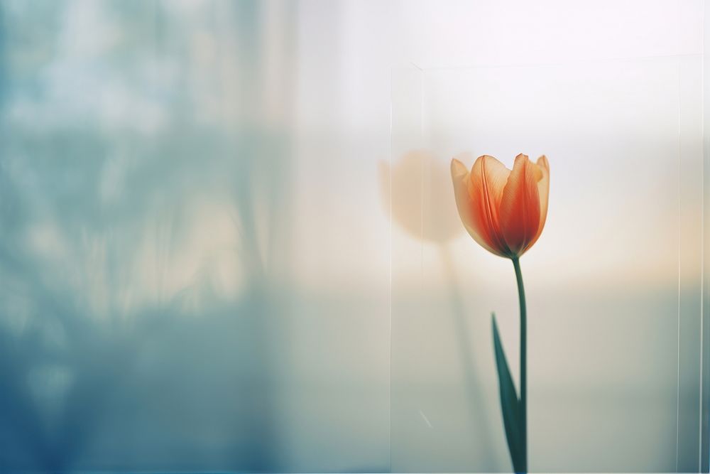 a blurry picture of a singel tulip behind the blurred glass. 