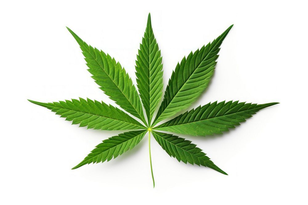 Marijuana Leaf leaf plant green.