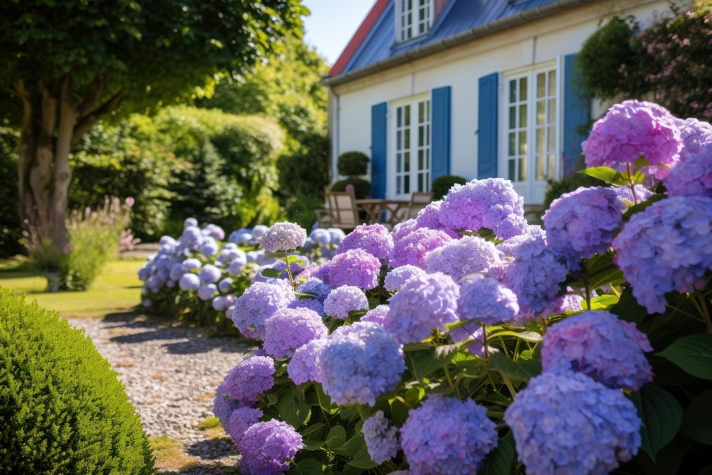 Garden architecture hydrangea outdoors. AI generated Image by rawpixel.