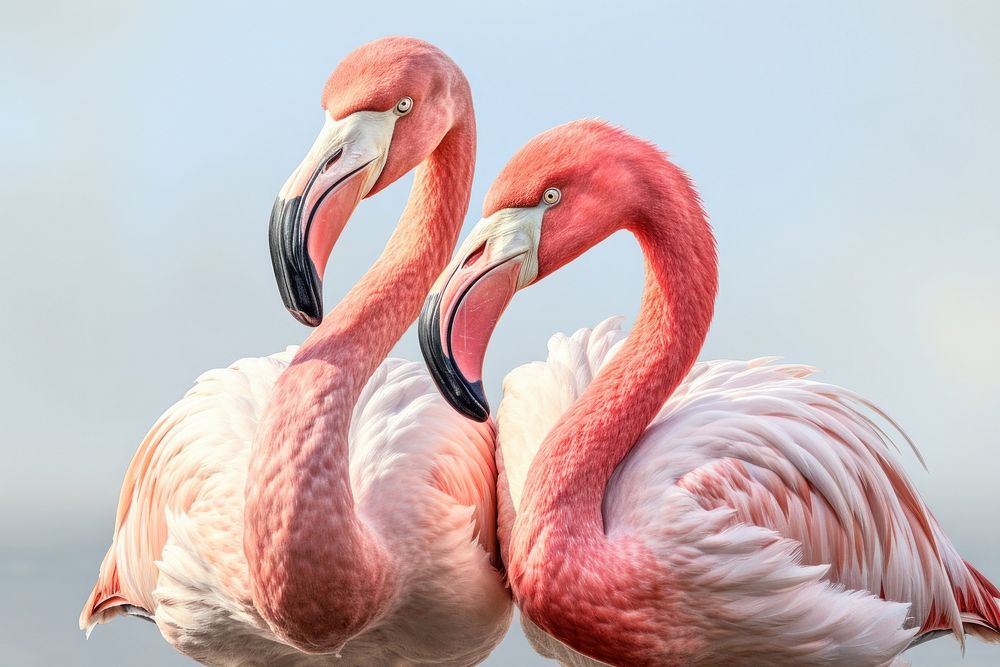 Andean flamingos animal beak bird. AI generated Image by rawpixel.