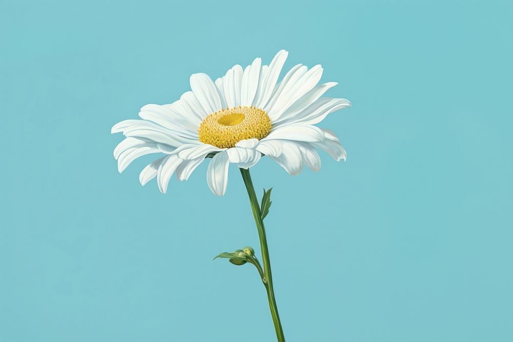 Whire daisy flower petal plant. AI generated Image by rawpixel.
