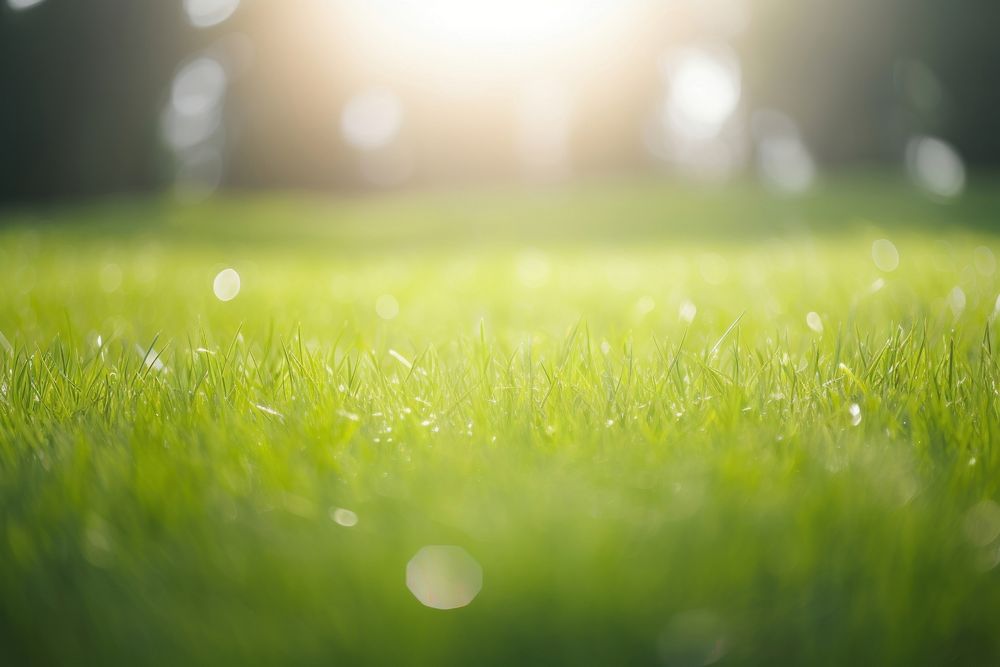 Lawn lawn backgrounds sunlight. AI generated Image by rawpixel.