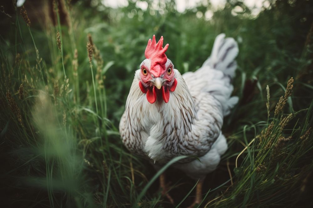 Chicken poultry animal grass. 