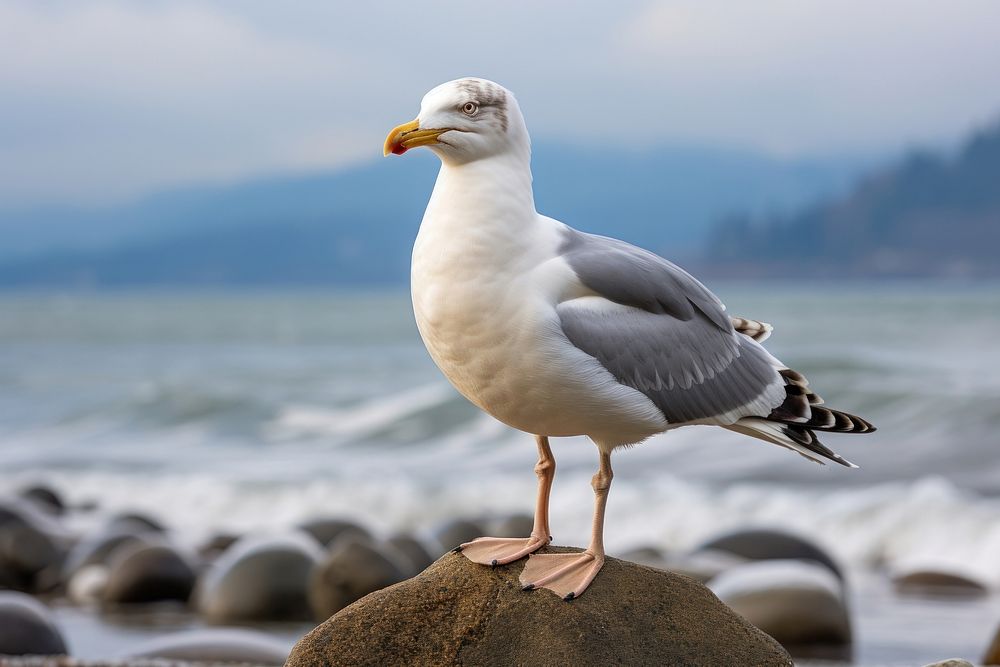 Seagull seagull animal nature. AI generated Image by rawpixel.