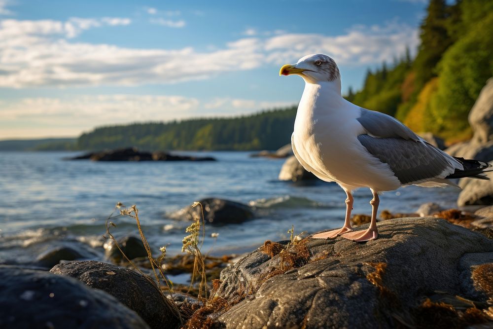 Seagull seagull nature rock. AI generated Image by rawpixel.