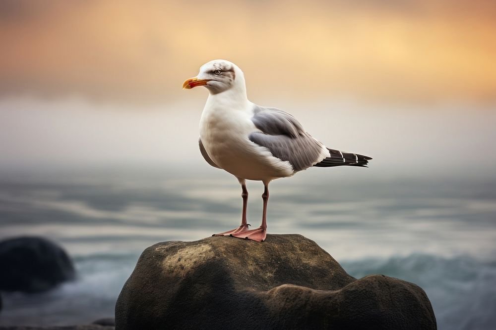 Seagull seagull rock animal. AI generated Image by rawpixel.