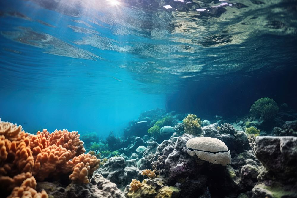 Ocean underwater sea ecosystem. 