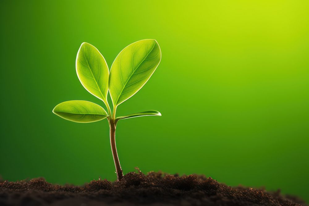 Young plant growing green leaf beginnings. AI generated Image by rawpixel.