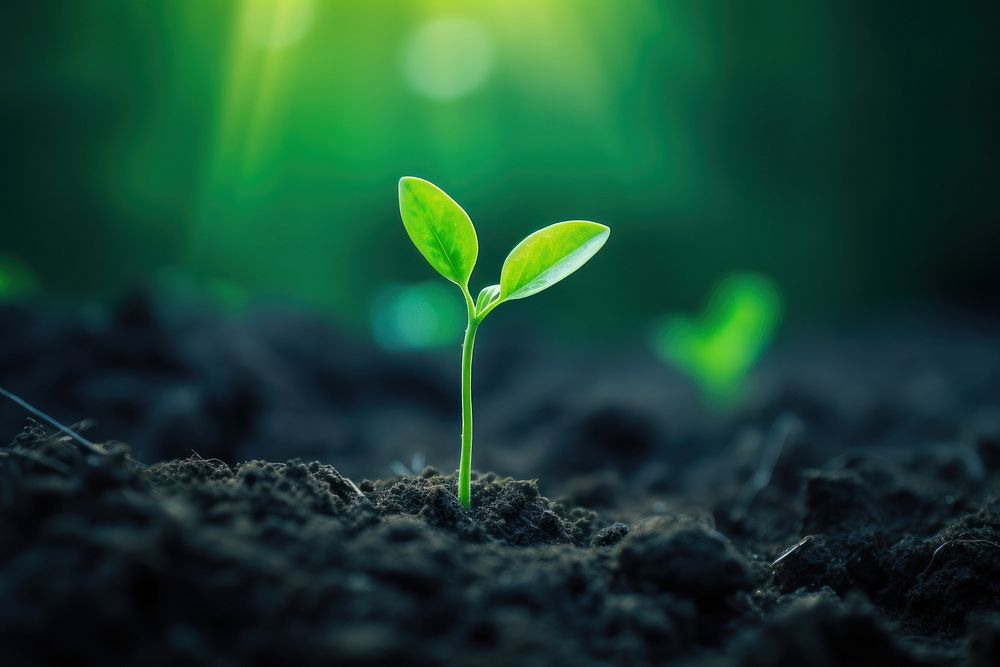 Young plant growing green outdoors leaf. AI generated Image by rawpixel.