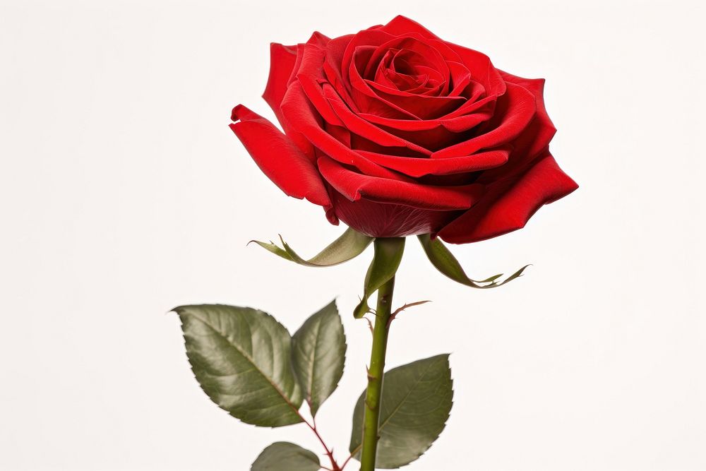 A red rose flower plant inflorescence. AI generated Image by rawpixel.
