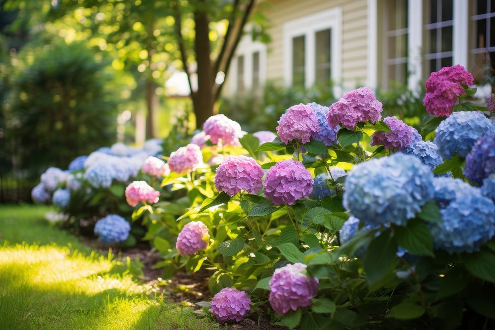 Garden lawn hydrangea outdoors. AI generated Image by rawpixel.