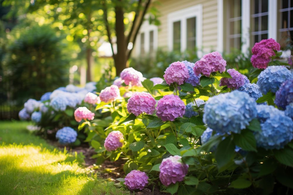 Garden lawn hydrangea outdoors. 