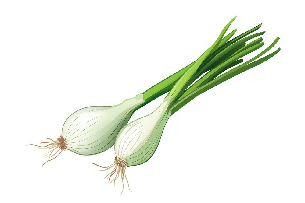 Scallion vegetable plant food. 