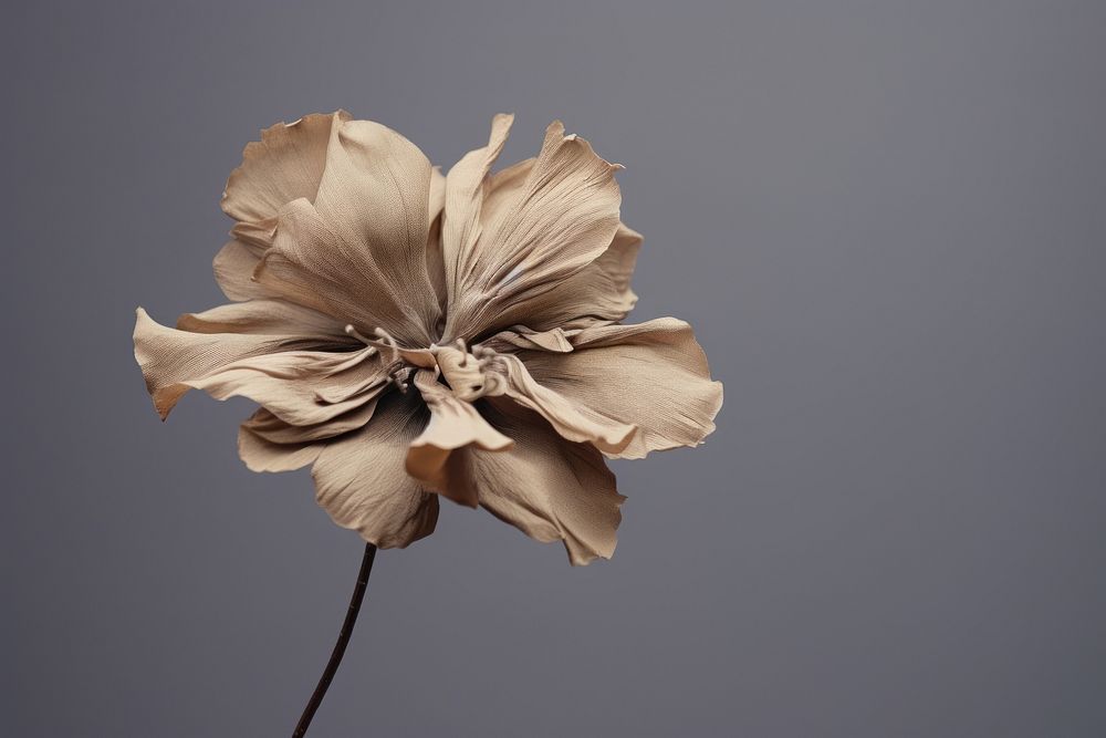 Dried deep taupe color flower petal plant inflorescence. AI generated Image by rawpixel.