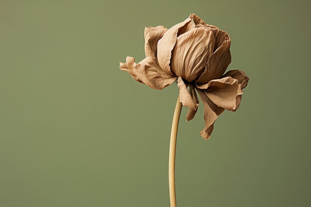 Dried deep taupe color flower petal plant green. AI generated Image by rawpixel.