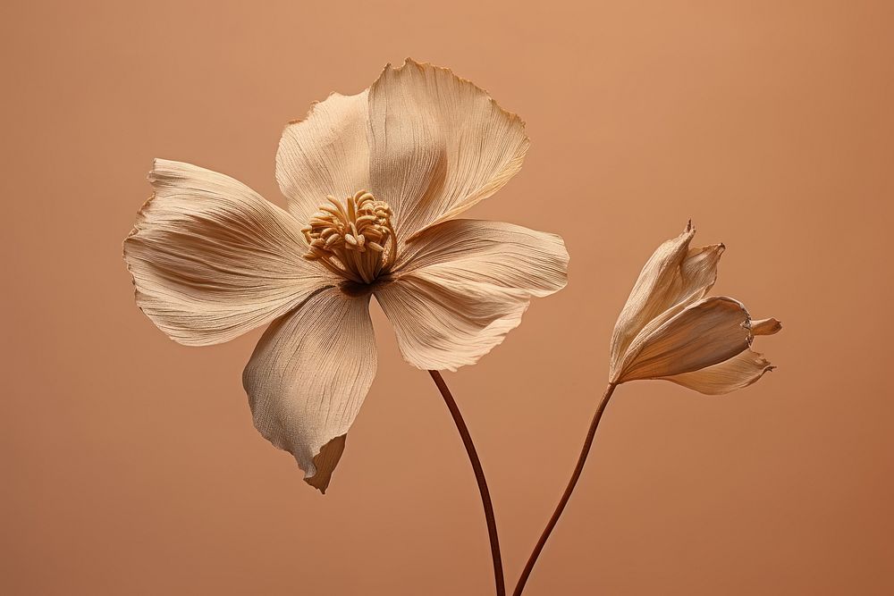 Dried deep taupe color flower blossom petal plant. AI generated Image by rawpixel.