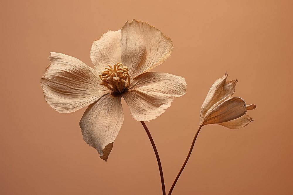 Dried deep taupe color flower blossom petal plant. 