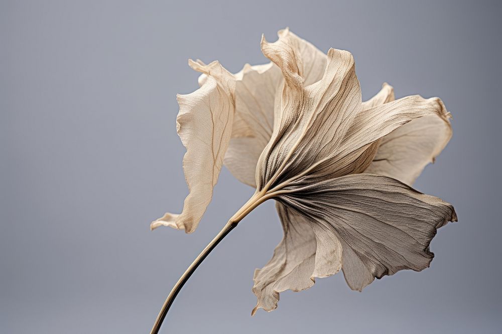 Dried flower petal plant leaf. AI generated Image by rawpixel.